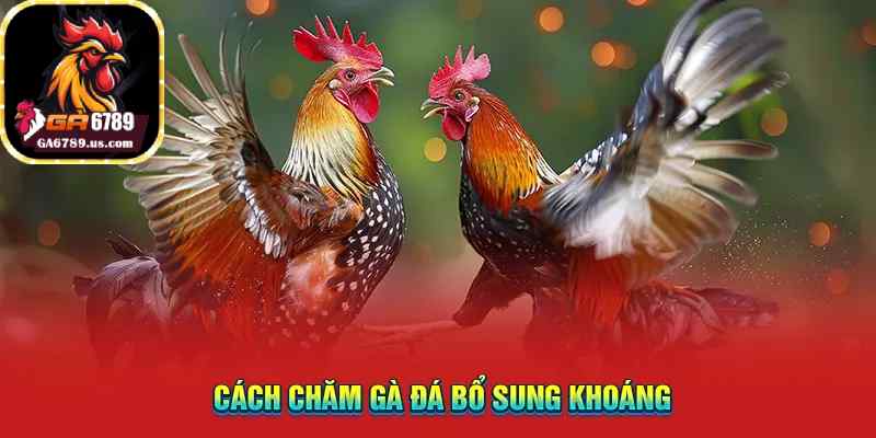 Cách chăm gà đá bổ sung khoáng