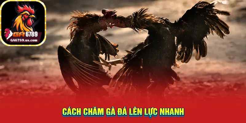 Cách chăm gà đá lên lực nhanh
