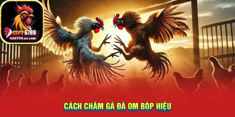 Cách chăm gà đá om bóp hiệu
