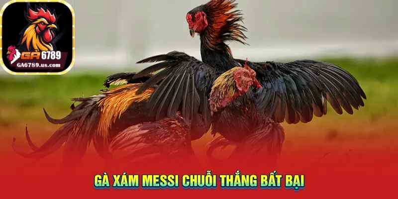 Gà xám Messi chuỗi thắng bất bại