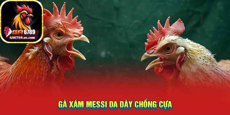 Gà xám Messi da dày chống cựa