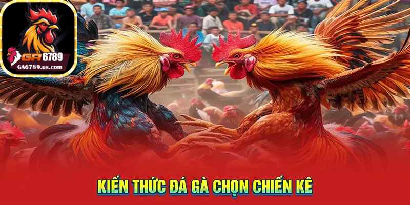 Kiến thức đá gà chọn chiến kê