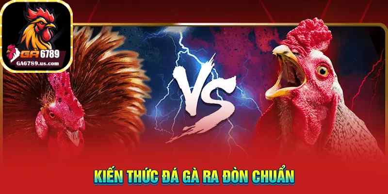 Kiến thức đá gà ra đòn chuẩn
